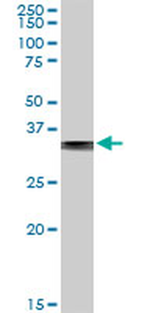 FBP1 purified MaxPab rabbit polyclonal antibody (D01P)