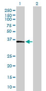 FBP1 purified MaxPab rabbit polyclonal antibody (D01P)