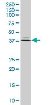 FBP1 purified MaxPab mouse polyclonal antibody (B01P)