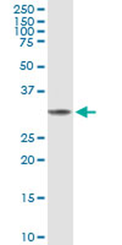 FBP1 purified MaxPab mouse polyclonal antibody (B01P)