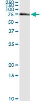 FANCG monoclonal antibody (M01), clone 2C8