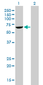 FANCG monoclonal antibody (M01), clone 2C8