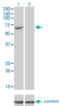 FANCG monoclonal antibody (M01), clone 2C8