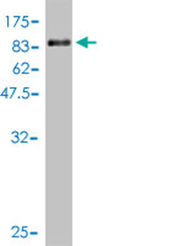 FANCG monoclonal antibody (M01), clone 2C8