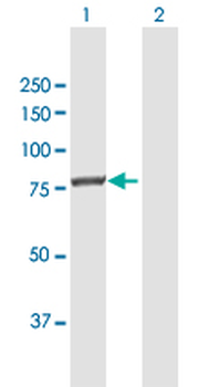 ACSL3 MaxPab rabbit polyclonal antibody (D01)