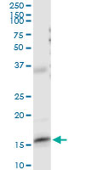 FABP5 purified MaxPab rabbit polyclonal antibody (D01P)