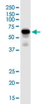 FAAH monoclonal antibody (M07J), clone 4H8