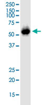 FAAH monoclonal antibody (M07J), clone 4H8