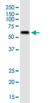 FAAH monoclonal antibody (M07J), clone 4H8