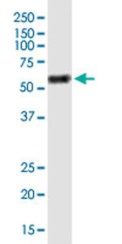 FAAH monoclonal antibody (M07J), clone 4H8