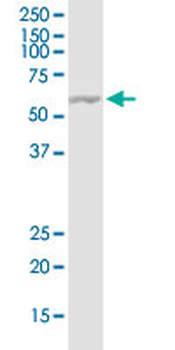 FAAH monoclonal antibody (M07J), clone 4H8