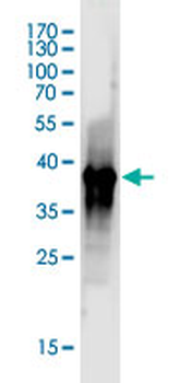 FAAH monoclonal antibody (M07J), clone 4H8