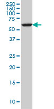 FAAH monoclonal antibody (M07), clone 4H8