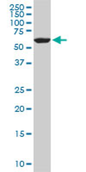 FAAH monoclonal antibody (M07), clone 4H8