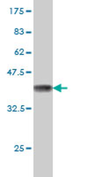 FAAH monoclonal antibody (M07), clone 4H8