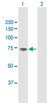 F11 MaxPab rabbit polyclonal antibody (D01)