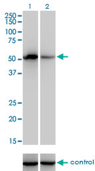F9 monoclonal antibody (M01), clone 2C9