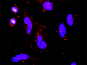 F7 purified MaxPab rabbit polyclonal antibody (D01P)