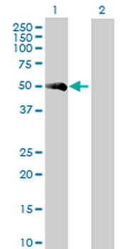 F7 purified MaxPab rabbit polyclonal antibody (D01P)