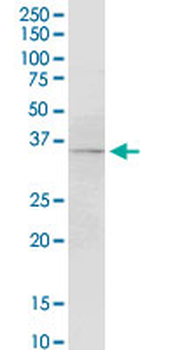 F3 monoclonal antibody (M01A), clone 4G4