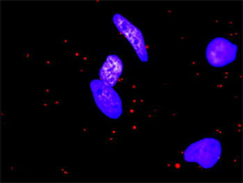 F2R monoclonal antibody (M01), clone 2C5