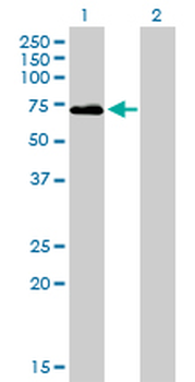F2 monoclonal antibody (M01), clone 1B7