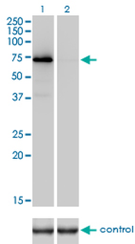 F2 monoclonal antibody (M01), clone 1B7