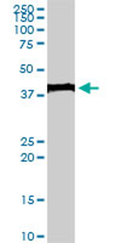EVX1 monoclonal antibody (M07), clone 1B7