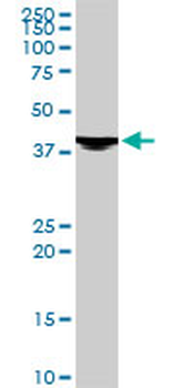 EVX1 monoclonal antibody (M07), clone 1B7