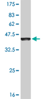 EVI2B monoclonal antibody (M02), clone 2G9