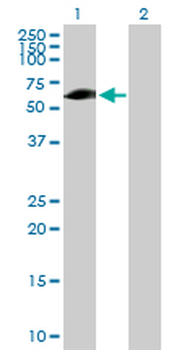 EVC purified MaxPab mouse polyclonal antibody (B01P)