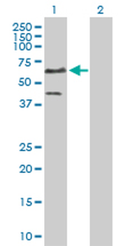 ETS1 purified MaxPab rabbit polyclonal antibody (D01P)