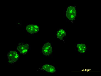 FBL monoclonal antibody (M01), clone 4G9-E4