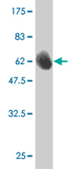 FBL monoclonal antibody (M01), clone 4G9-E4