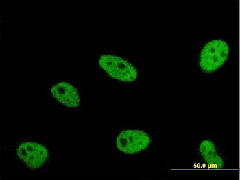 ERH monoclonal antibody (M14), clone 4A10