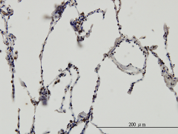 ERH monoclonal antibody (M14), clone 4A10