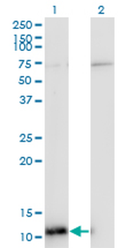 ERH monoclonal antibody (M14), clone 4A10