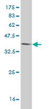 ERH monoclonal antibody (M14), clone 4A10