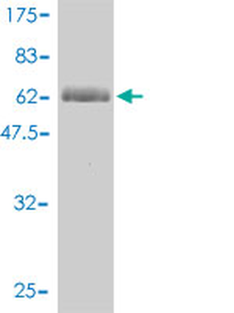 ERCC2 monoclonal antibody (M01), clone 4G2-2A6