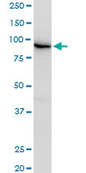 EPS8 purified MaxPab mouse polyclonal antibody (B01P)