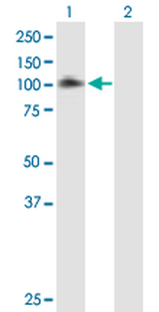 EPS8 purified MaxPab mouse polyclonal antibody (B01P)