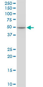 EPOR monoclonal antibody (M01), clone 3D10