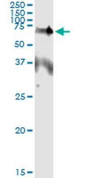 EPOR monoclonal antibody (M01), clone 3D10