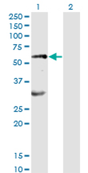 EPOR monoclonal antibody (M01), clone 3D10