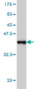 EPOR monoclonal antibody (M01), clone 3D10