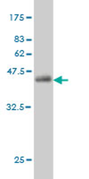 ENSA monoclonal antibody (M02), clone 1H7