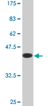 ENSA monoclonal antibody (M01A), clone 1E8