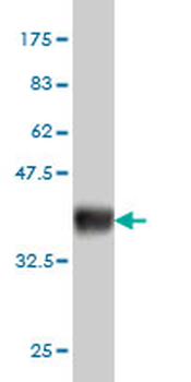 ENO2 monoclonal antibody (M01), clone 1A3