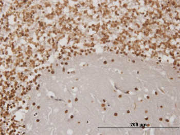 EN1 monoclonal antibody (M06), clone 1F5
