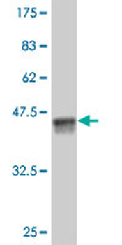EN1 monoclonal antibody (M06), clone 1F5
